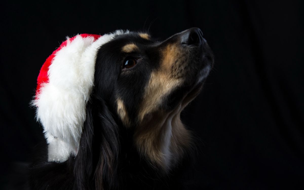 black and tan short coat medium sized dog wearing santa hat