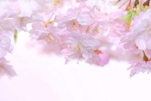 Image pink and white flowers in macro lens