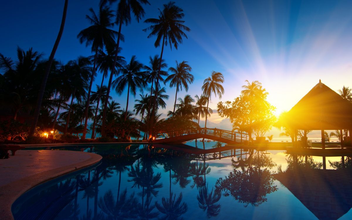 palm trees near swimming pool during sunset