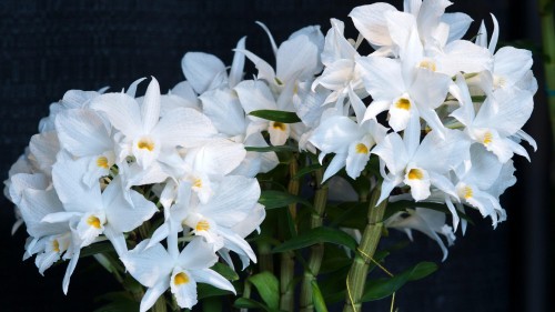 Image white flowers with green leaves