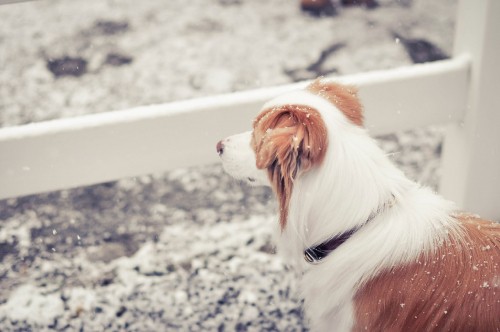 Image white and brown short coated dog on snow covered ground during daytime