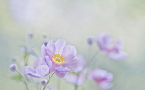 Image purple flower in tilt shift lens