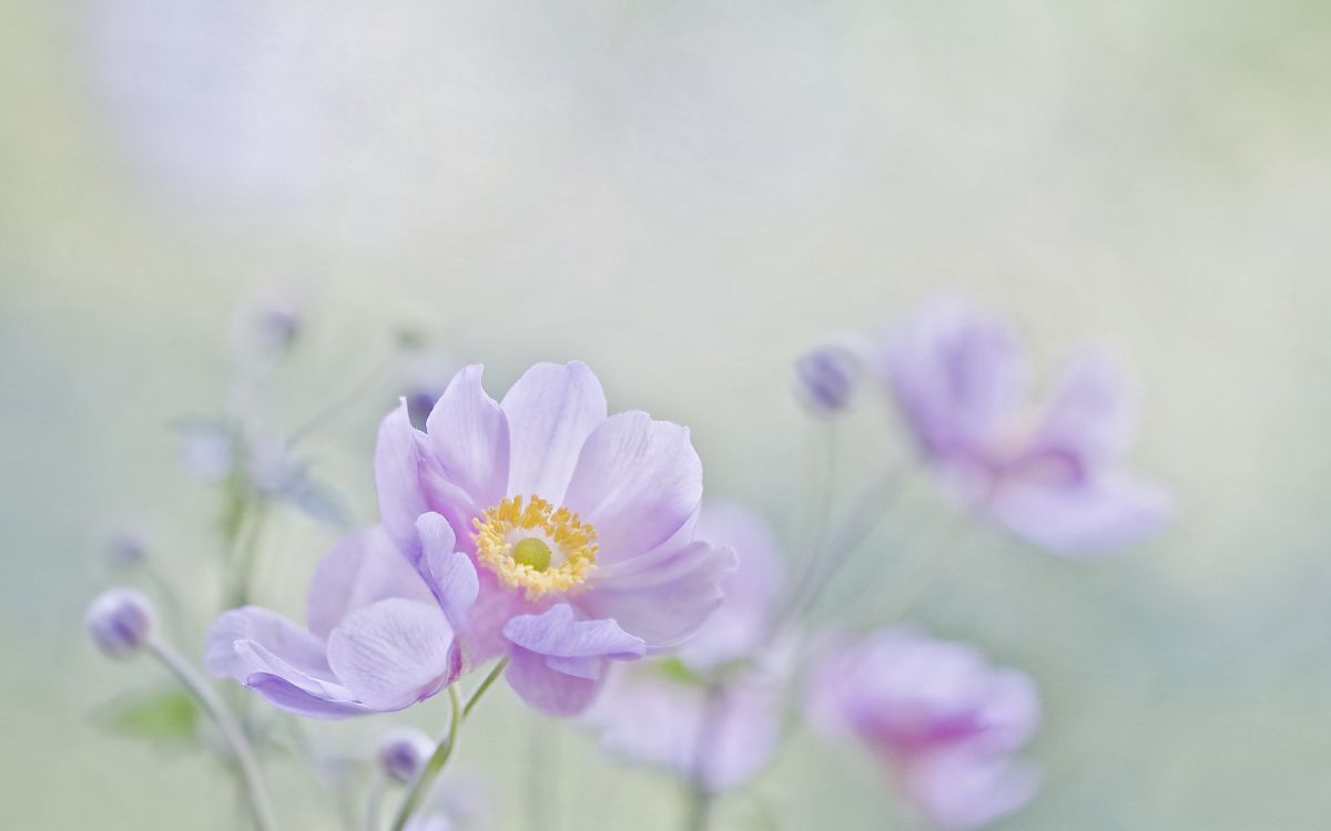 Purple Flower in Tilt Shift Lens. Wallpaper in 1920x1200 Resolution
