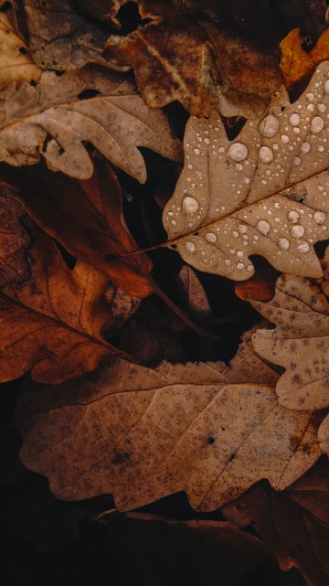 Image fall trees brown, autumn, leaf, tree, branch