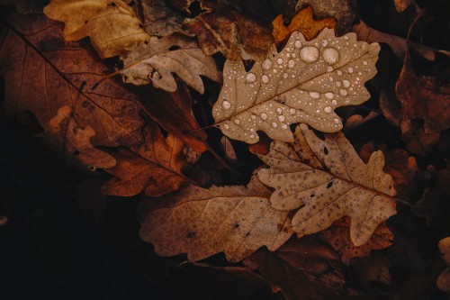 Image fall trees brown, autumn, leaf, tree, branch