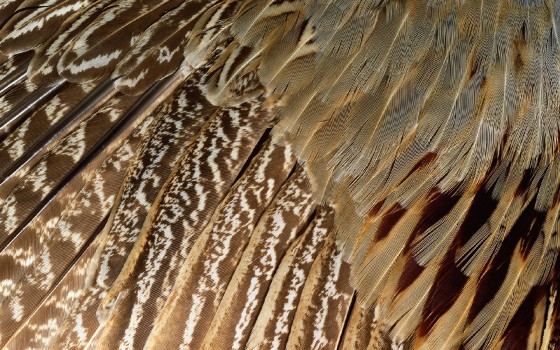 Wallpaper Brown and White Bird Feather, Background - Download Free Image