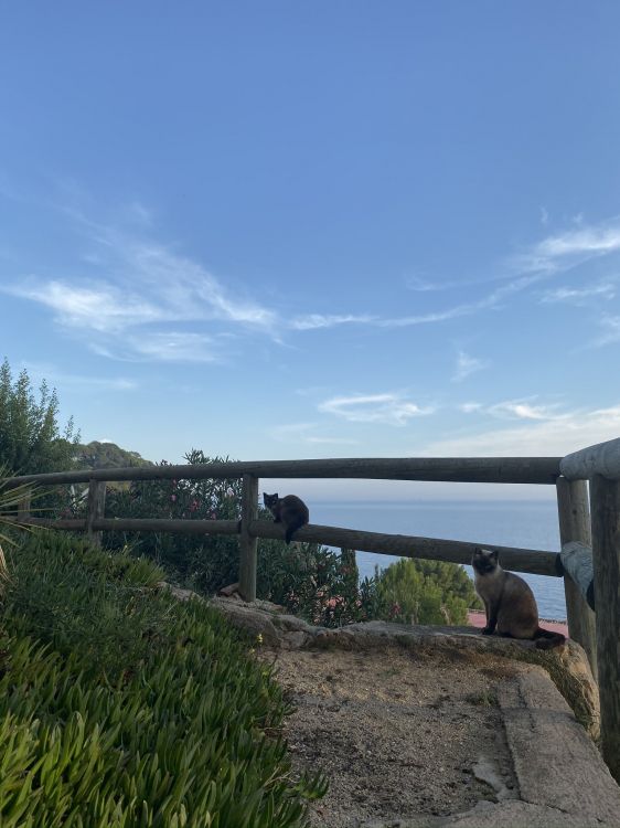 Inmueble, Plantación, Planta Perenne. Wallpaper in 1536x2048 Resolution