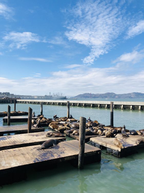 pier, san francisco, sea, water, cloud