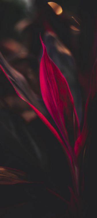 flower, petal, terrestrial plant, magenta, tints and shades