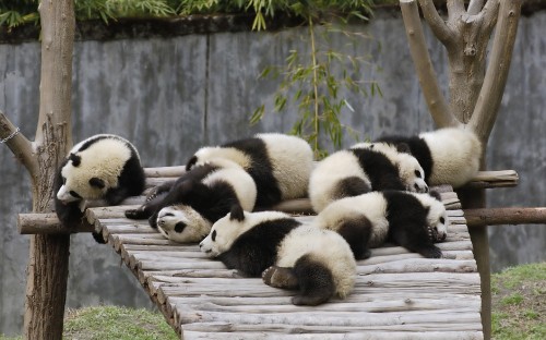 Image white and black panda on brown wooden fence