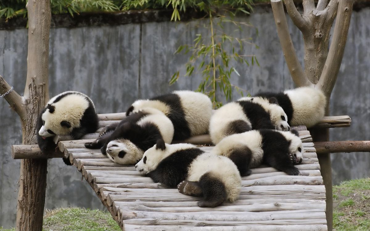 white and black panda on brown wooden fence