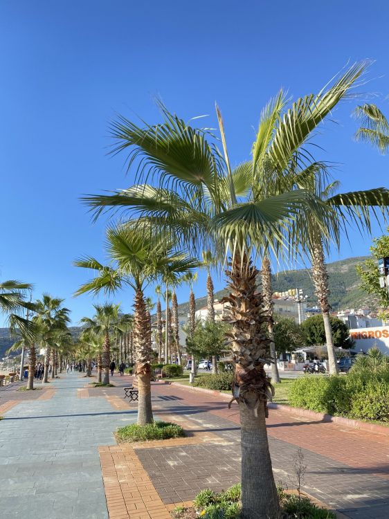 Kokosnuss, Biologie, Tageszeit, Baum, Vegetation. Wallpaper in 1536x2048 Resolution