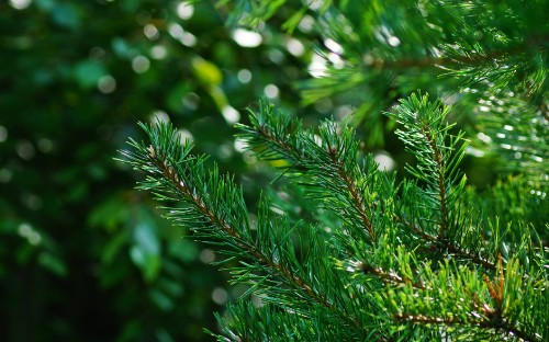 Image green pine tree leaves in close up photography