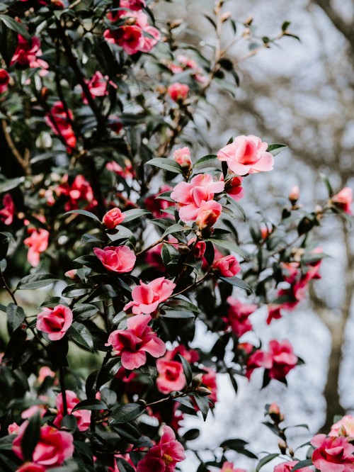 Image red and white flowers in tilt shift lens