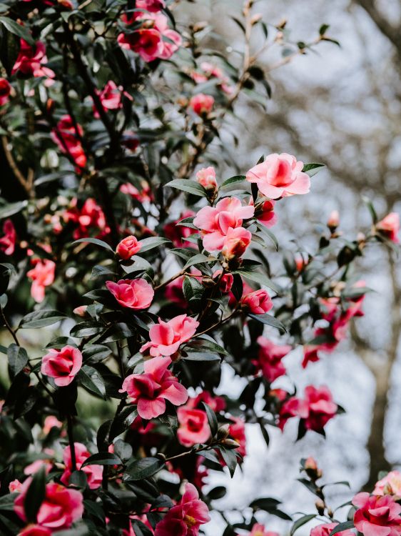 red and white flowers in tilt shift lens