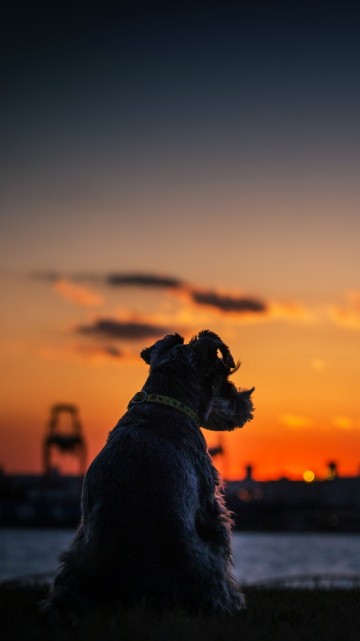 Image black short coat dog on snow covered ground during sunset