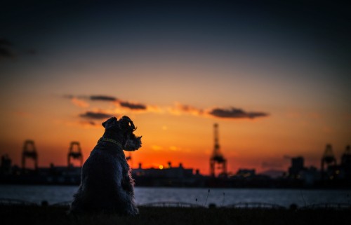 Image black short coat dog on snow covered ground during sunset