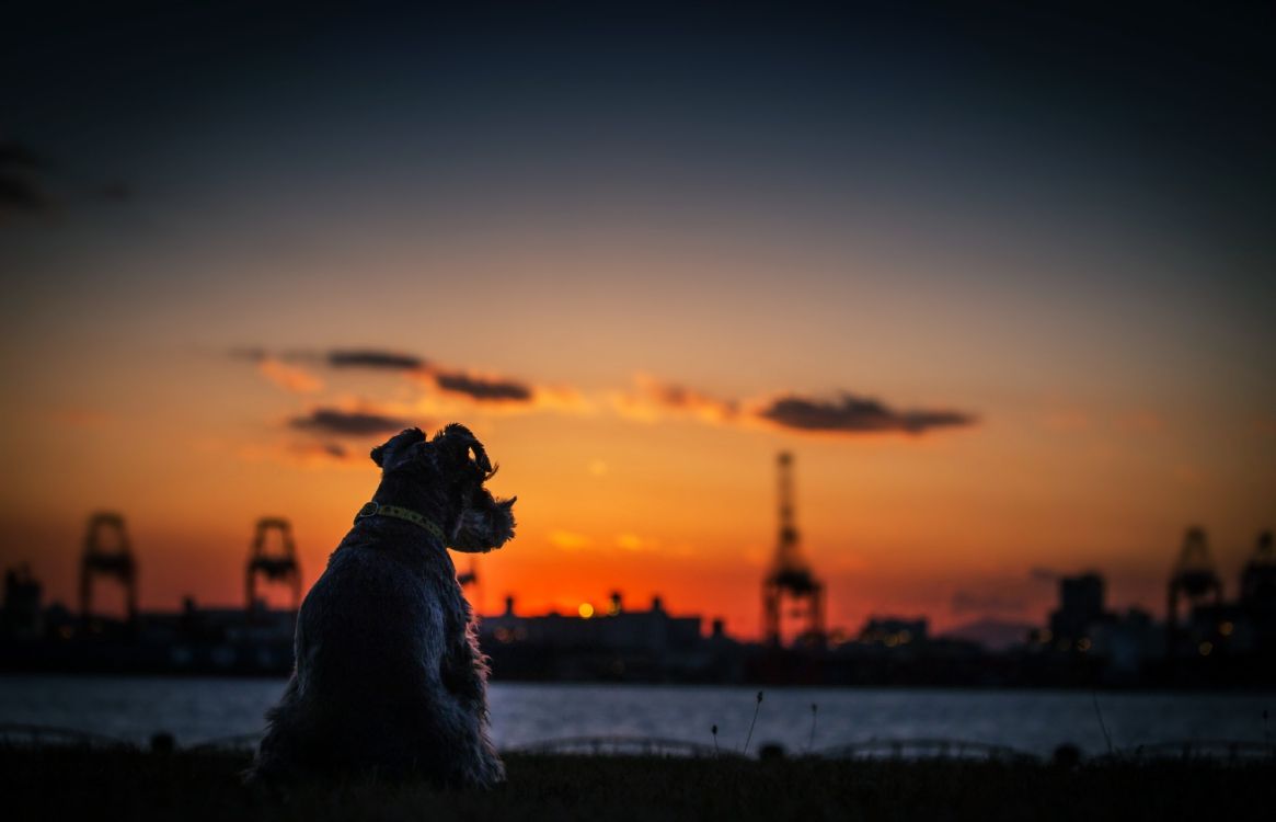 black short coat dog on snow covered ground during sunset