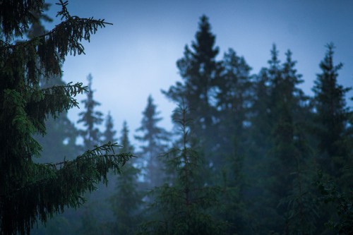 Image green pine tree during daytime