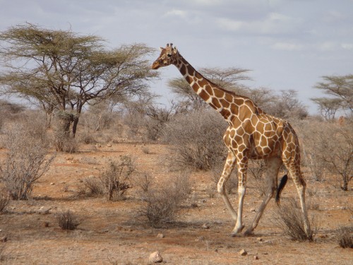 Image giraffe standing on brown grass field during daytime