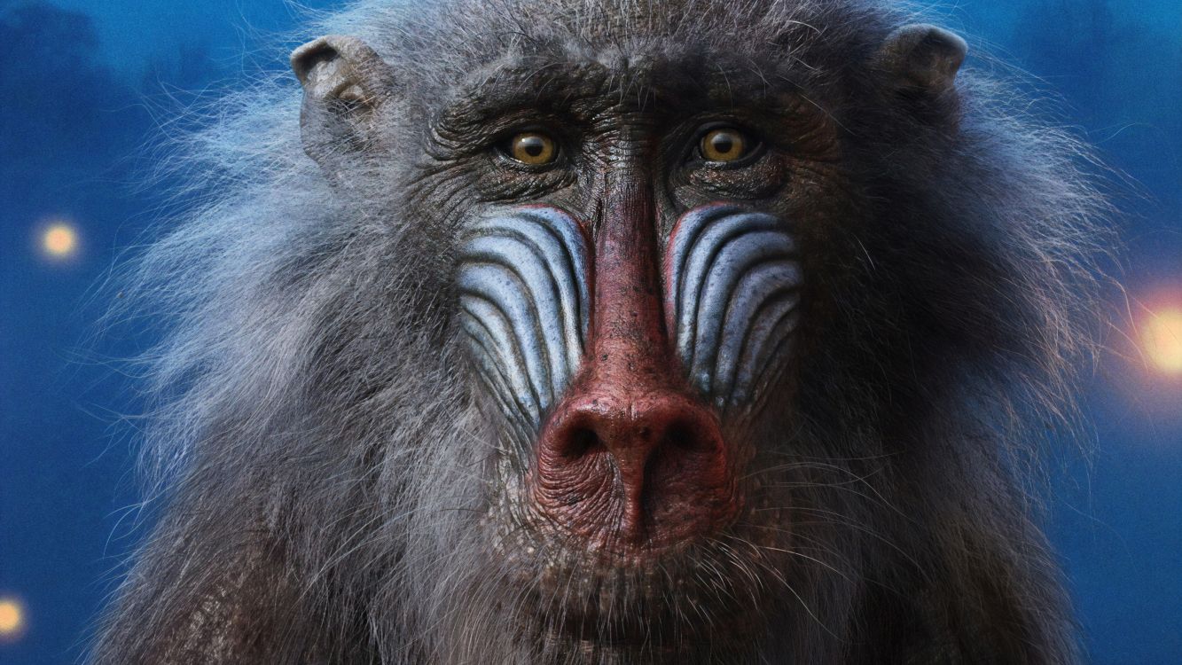 Visage de Singes Noirs et Rouges. Wallpaper in 3376x1899 Resolution