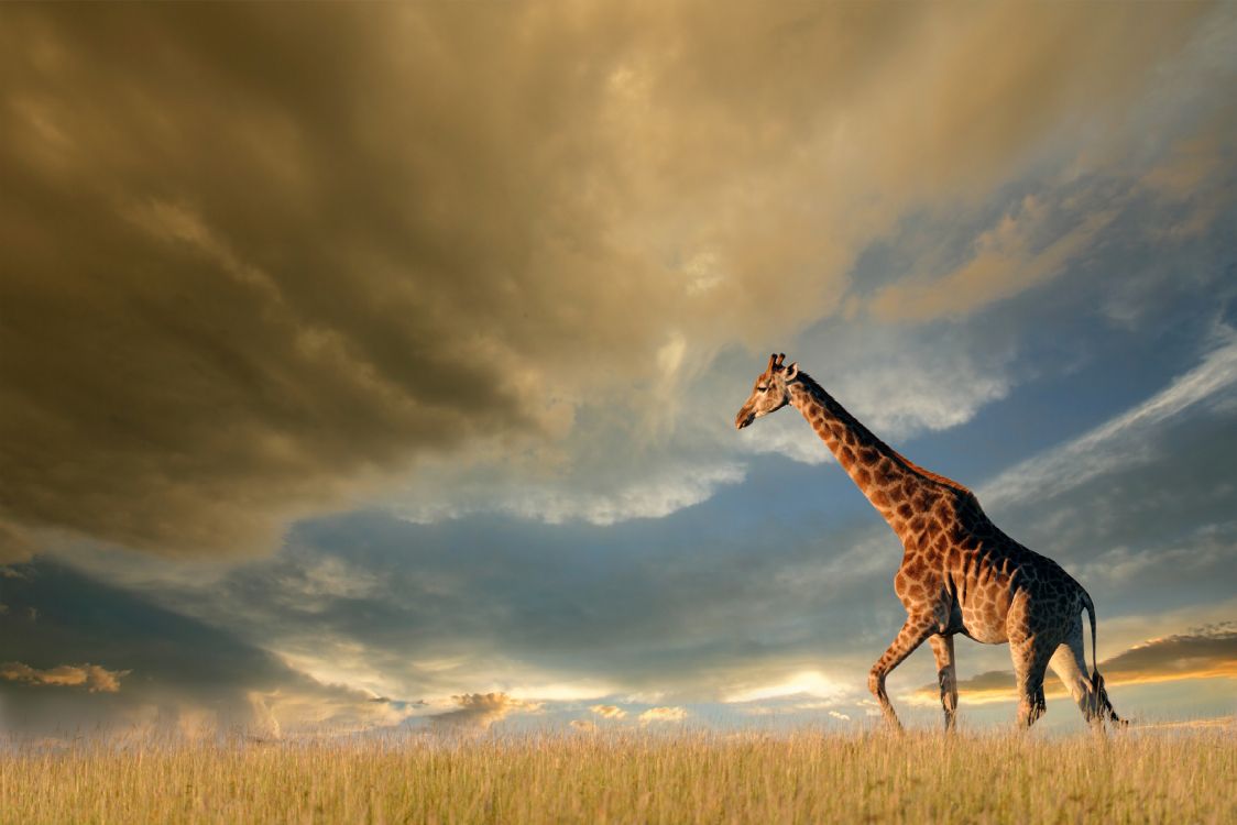 Giraffe, Die Tagsüber Auf Braunem Grasfeld Unter Bewölktem Himmel Steht. Wallpaper in 3600x2401 Resolution