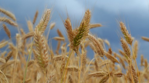 Image brown wheat field during daytime