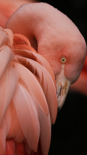 Image flamingo, bird, Greater flamingo, beak, human body