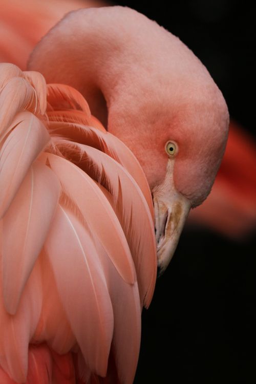 flamingo, bird, Greater flamingo, beak, human body