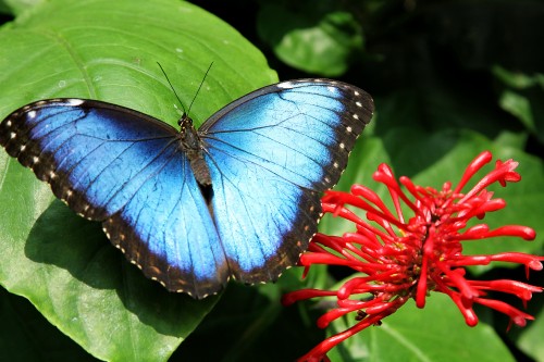 Image blue and black butterfly on red flower