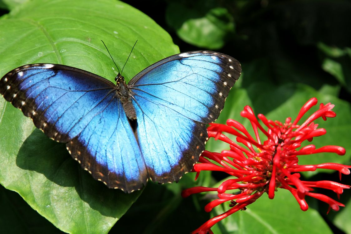 blue and black butterfly on red flower