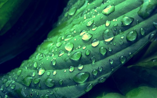 Image water droplets on green leaf