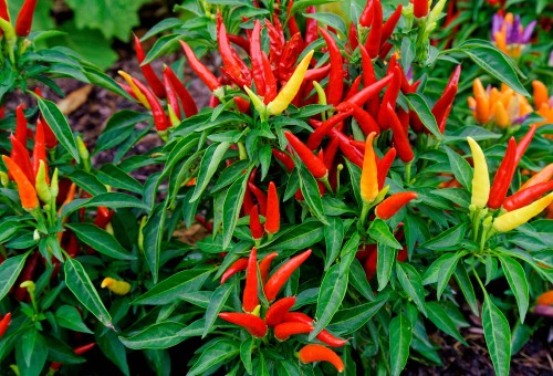 Image red and yellow birds of paradise flowers in bloom during daytime