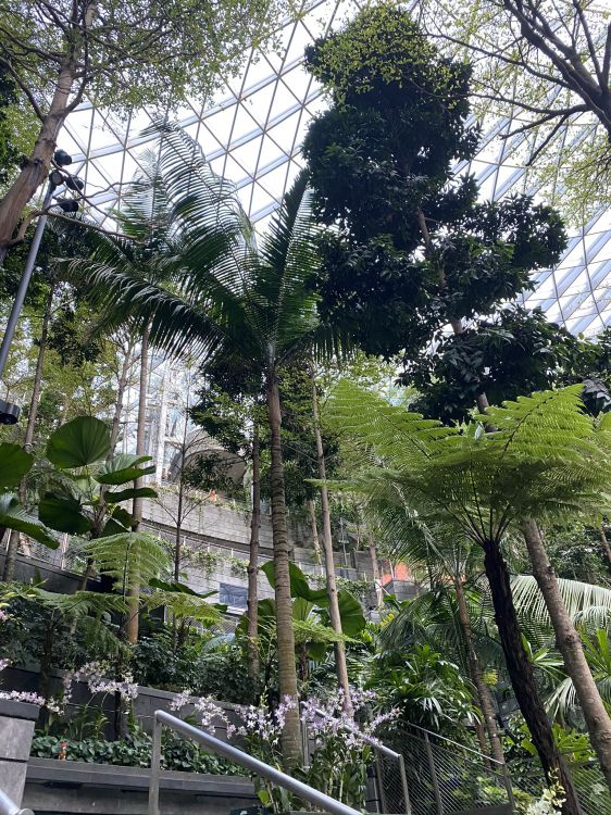 Planta, Biología, Ciencia, la Botánica, Planta Leñosa. Wallpaper in 1536x2048 Resolution