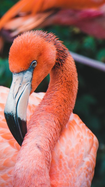Image pink flamingo on green grass during daytime