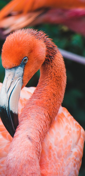 Image pink flamingo on green grass during daytime