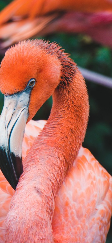 Image pink flamingo on green grass during daytime