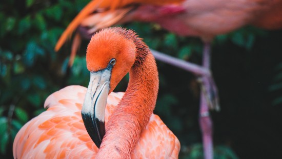 Image pink flamingo on green grass during daytime