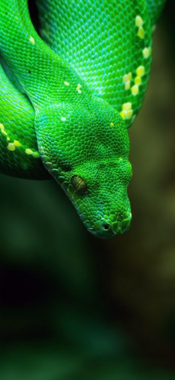 de Cerca, Mamba Verde Occidental, Pitón, Reptil, Escala de Reptiles. Wallpaper in 1080x2340 Resolution