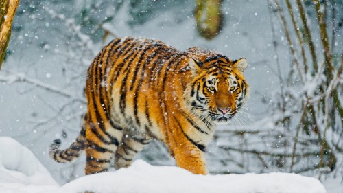 Image white tiger, bengal tiger, siberian tiger, snow, tiger