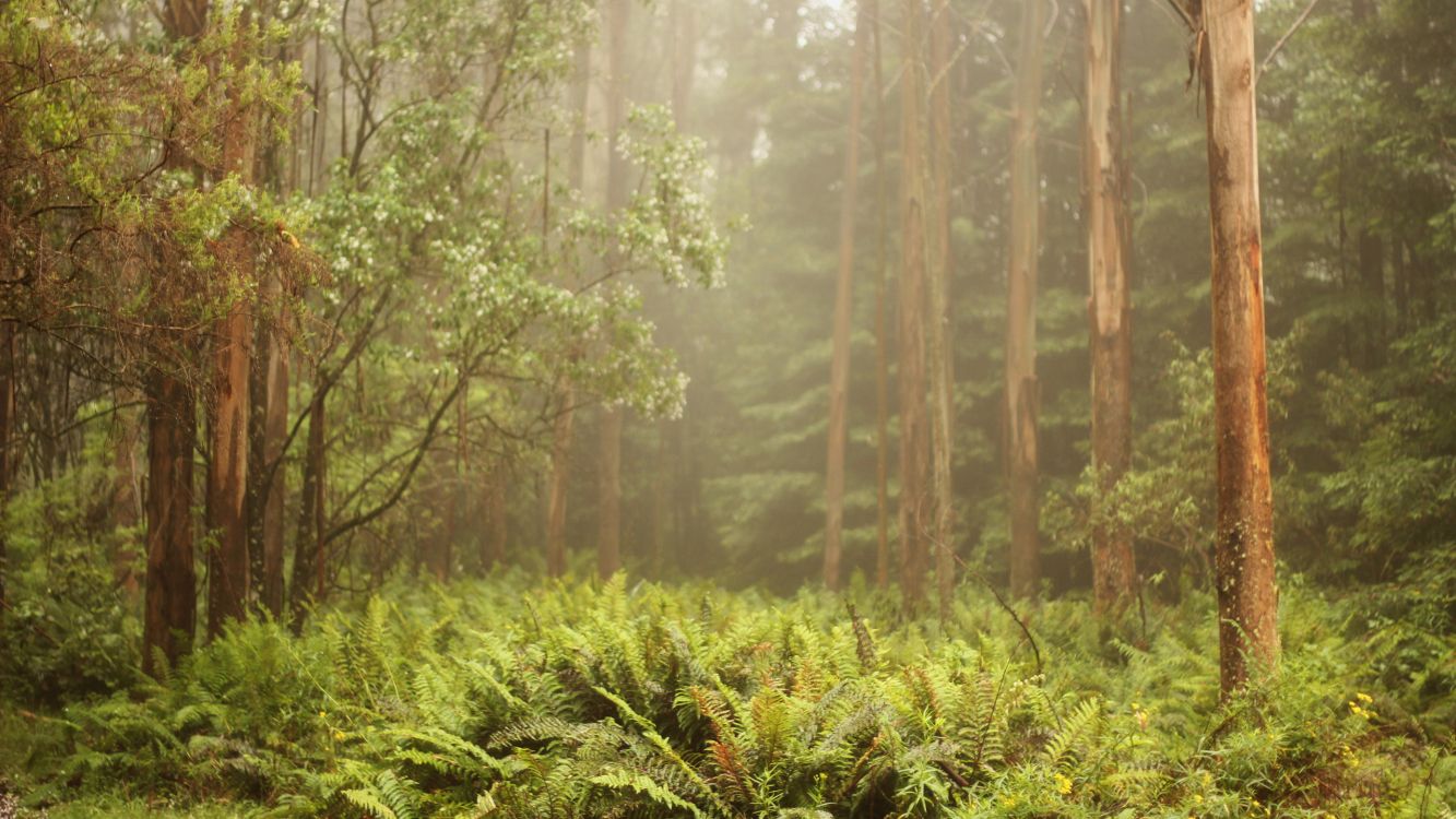 Hierba Verde y Árboles Durante el Día. Wallpaper in 2560x1440 Resolution