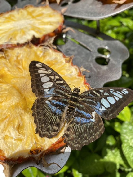 butterfly on a rose, Butterflies, biology, science, invertebrate