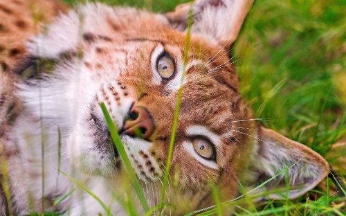 Image brown and white cat lying on green grass during daytime