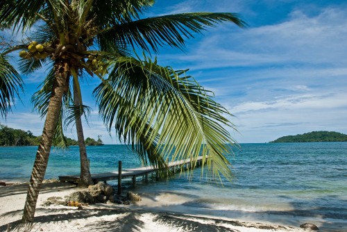 Image palm tree near body of water during daytime