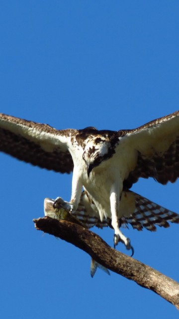 Image brown and white bird on brown tree branch during daytime