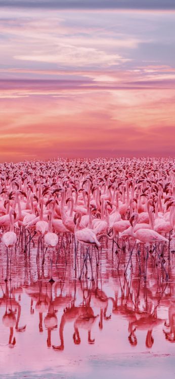Kenya Flamingo Lake, Lac Bogoria, le Lac Nakuru, Flamingo, Nakuru. Wallpaper in 1080x2340 Resolution