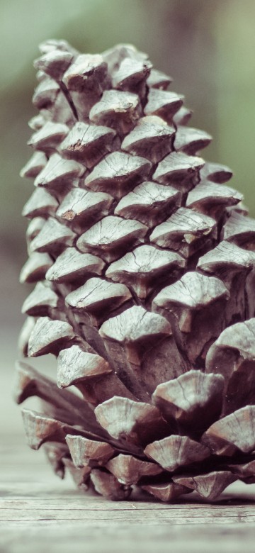 Image brown pine cone on brown wooden table