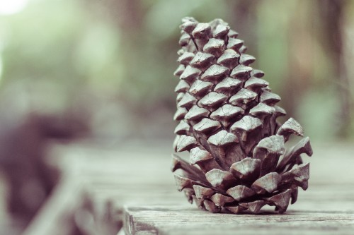 Image brown pine cone on brown wooden table