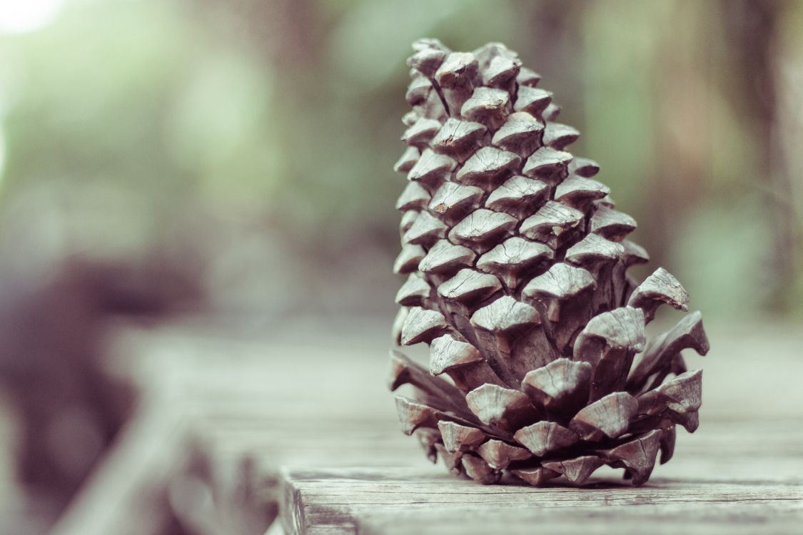 Brown Pine Cone on Brown Wooden Table. Wallpaper in 5184x3456 Resolution