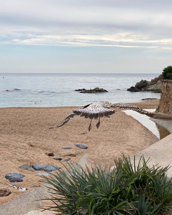 sea, shore, beach, ocean, coast